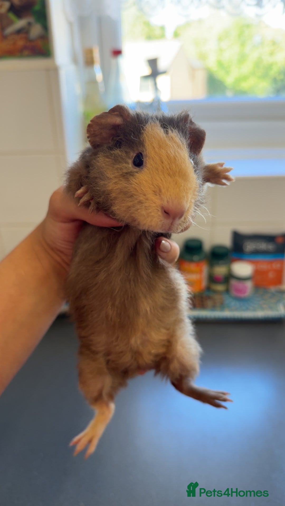 Guinea Pig rodents for sale: Male Guinea Pig Looking for a Loving Home - Image 2