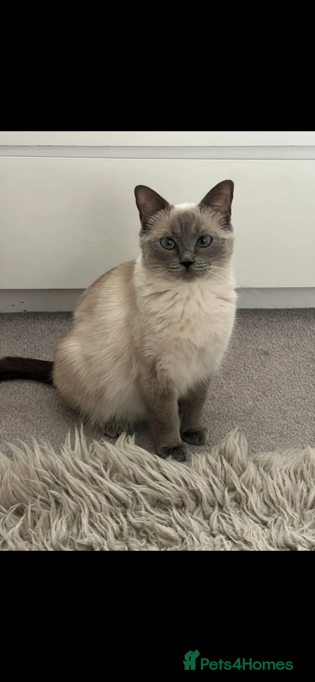 Ragdoll cats for sale: Ragdoll female - Advert 2