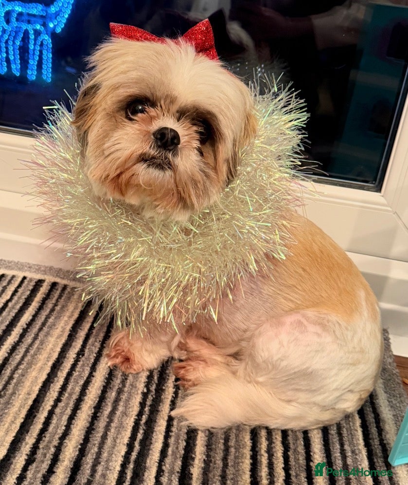 Shih Tzu dogs Purebred Shih Tzu Puppies Looking for Loving Homes - Advert 1