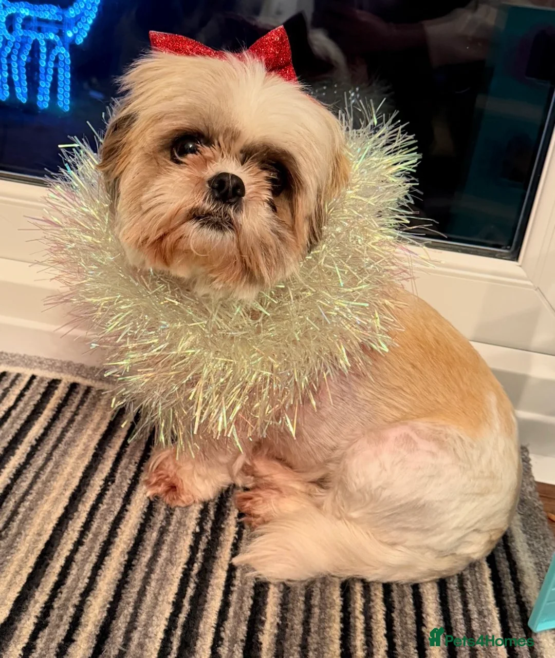 Shih Tzu dogs for sale: Purebred Shih Tzu Puppies Looking for Loving Homes - Advert 1