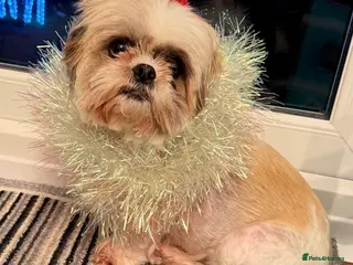 Shih Tzu dogs Purebred Shih Tzu Puppies Looking for Loving Homes - Advert 1