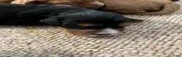 Cocker Spaniel dogs for sale: KC COCKER PUPS BLACK WHITE CHOCOLATE TAN TRI RED - Advert 3