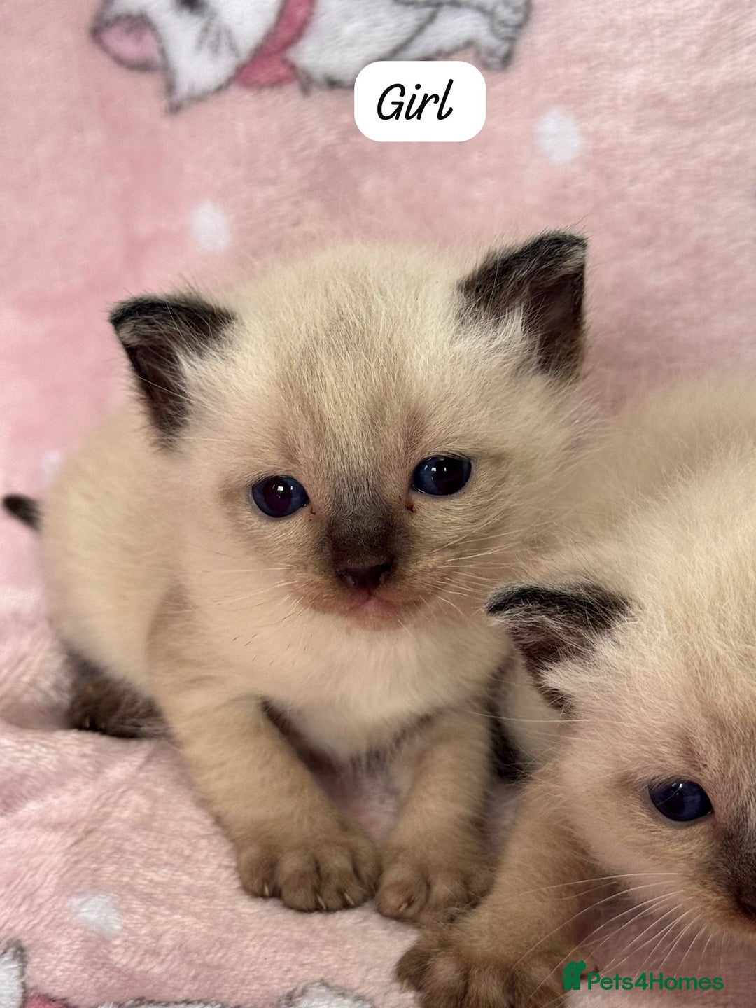 Ragdoll cats for sale: Ragdoll kittens  - Image 7