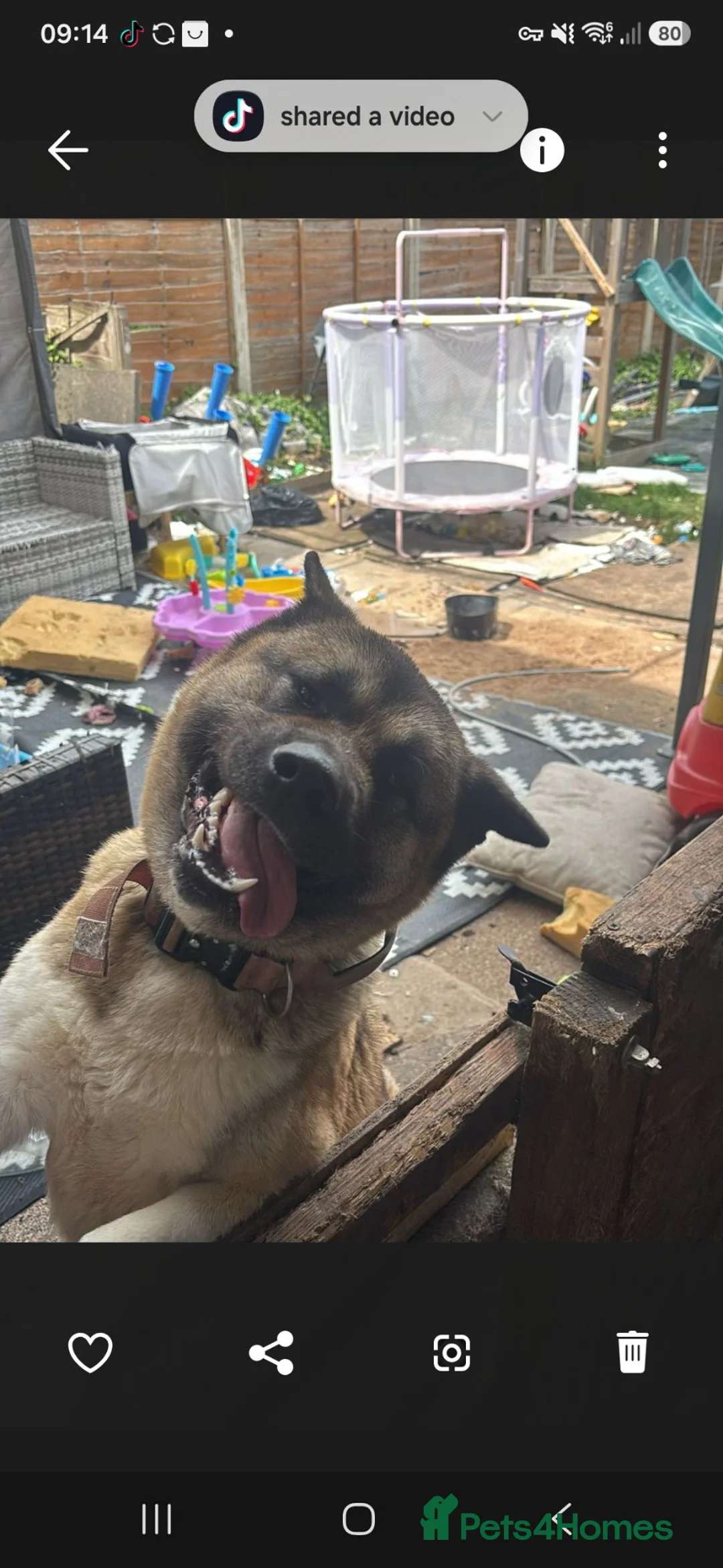 Akita dogs for sale: Female American akita 2 - Advert 2