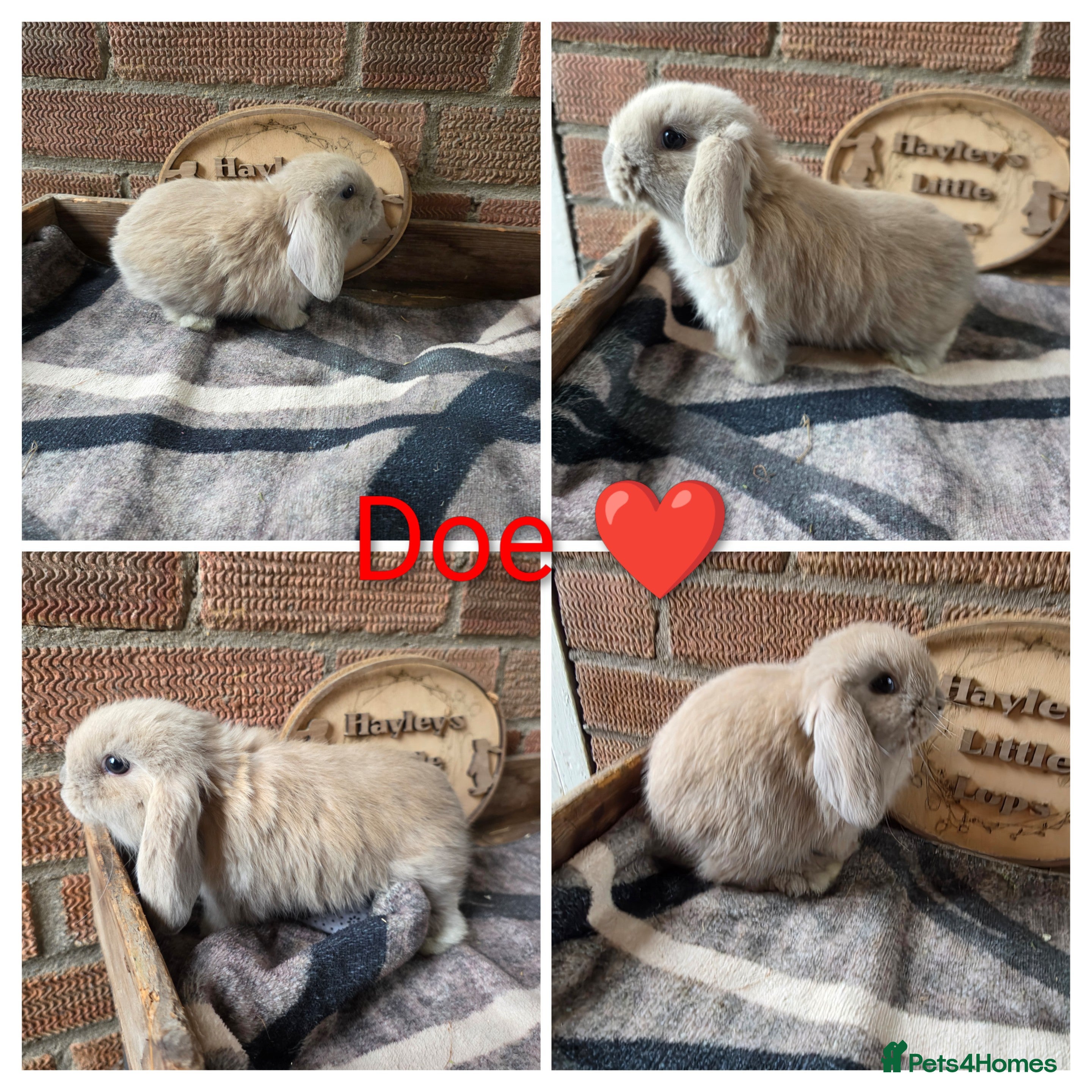 Mini Lop rabbits Gorgeous pure breed mini lops  - Advert 1