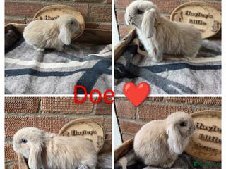 Mini Lop rabbits Gorgeous pure breed mini lops - Advert 4