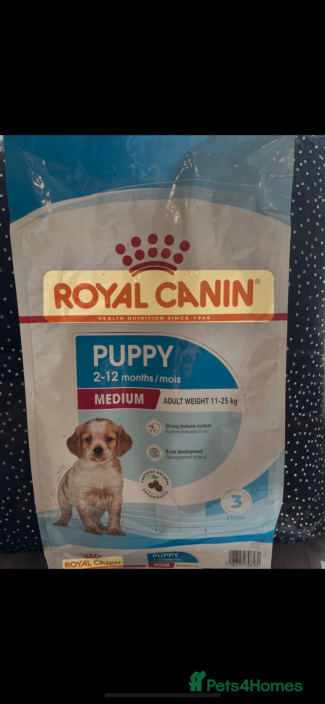 Cocker Spaniel dogs for sale: Cocker Spaniel Puppies - Advert 14