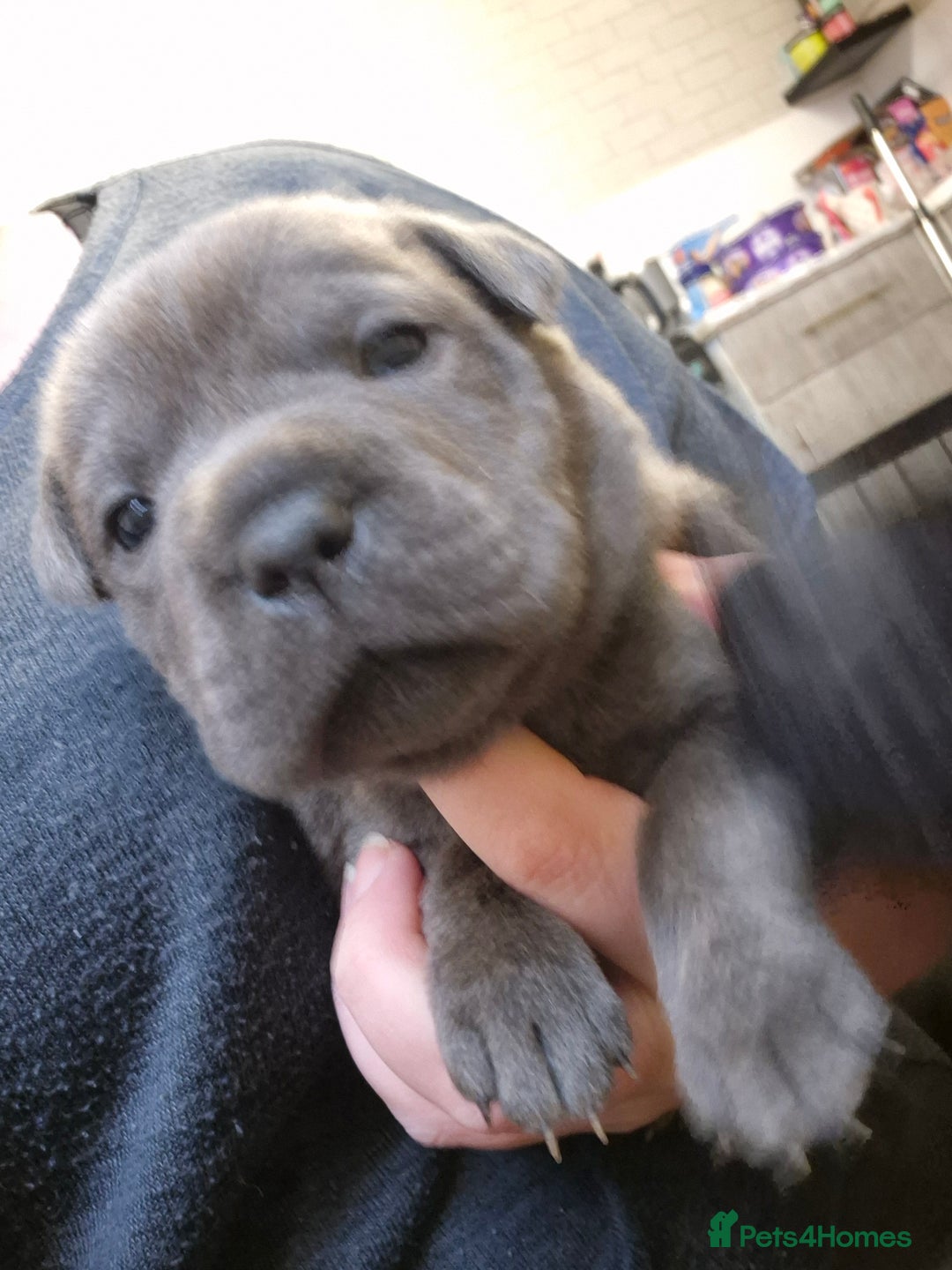 Mixed Breed dogs for sale: Tiny little happy accidents  - Advert 7