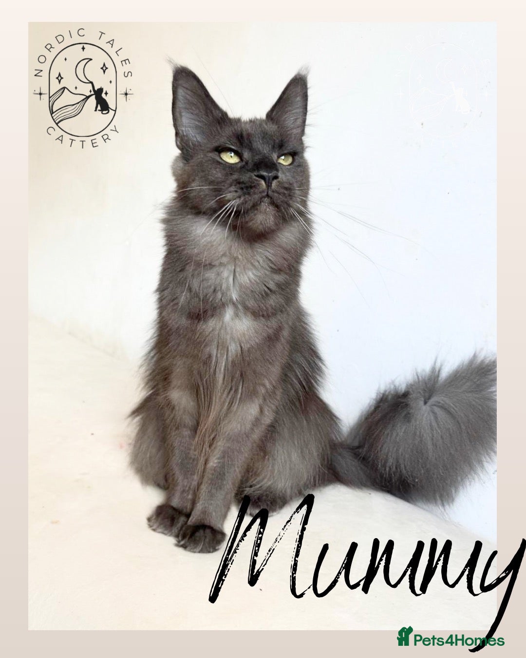 Maine Coon cats LARGE Stunning Solid Blue Maine Coon Kitten  - Advert 2