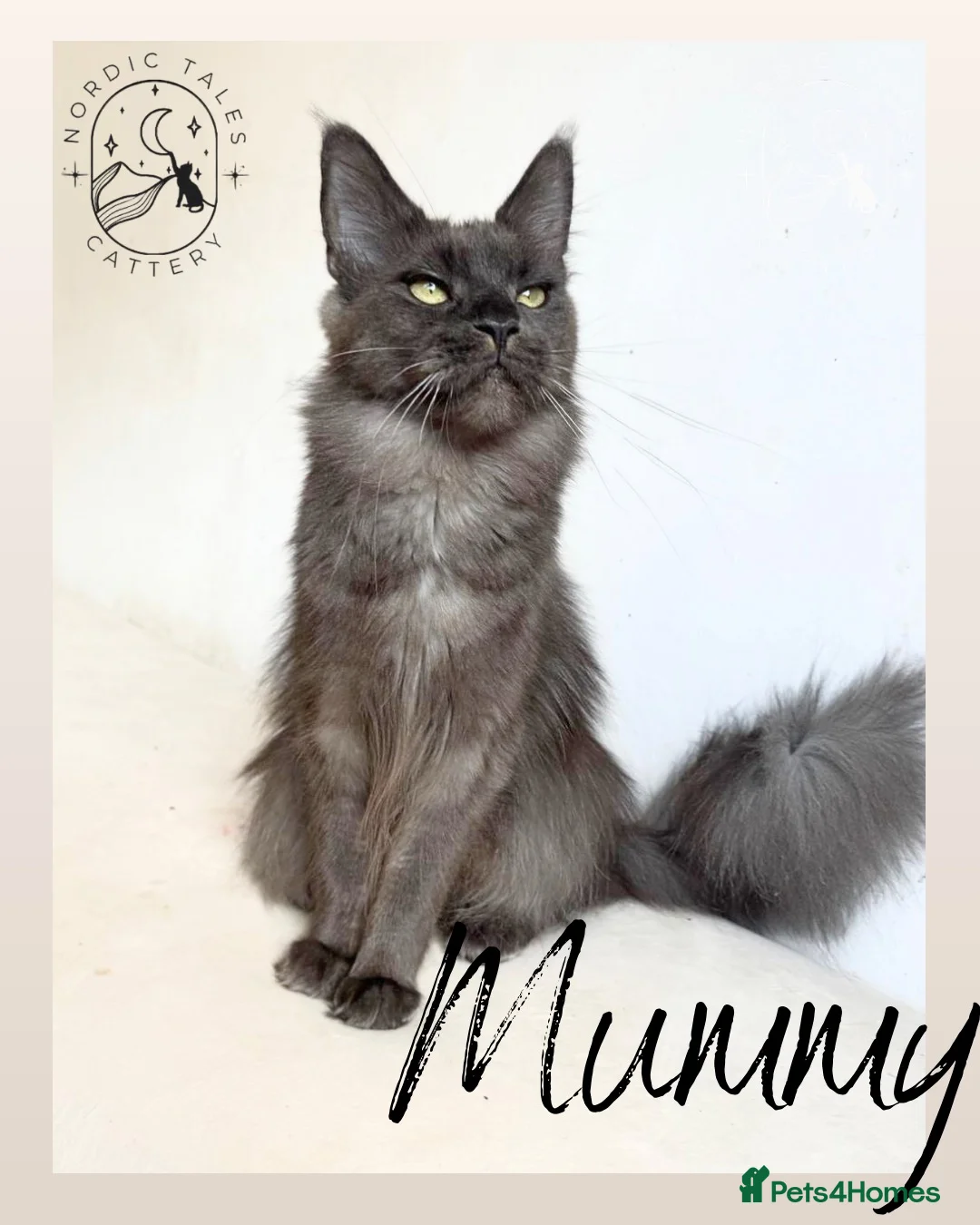 Maine Coon cats for sale: LARGE Stunning Solid Blue Maine Coon Kitten  - Advert 2