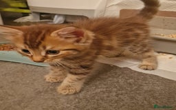 Maine Coon cats for sale: Maine Coon kittens - Image 8