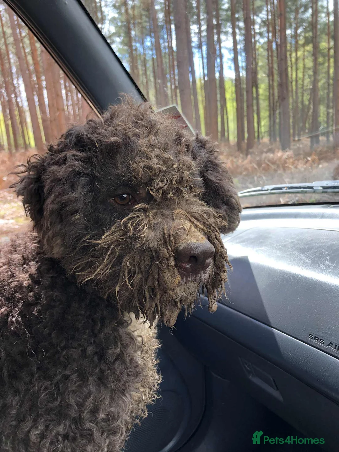 Lagotto Romagnolo dogs for sale: Three wonderful Lagotto pups available now - Advert 12