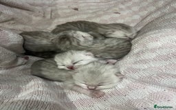 British Shorthair cats for sale: Silver Tipped Pedigree Kittens  - Image 3