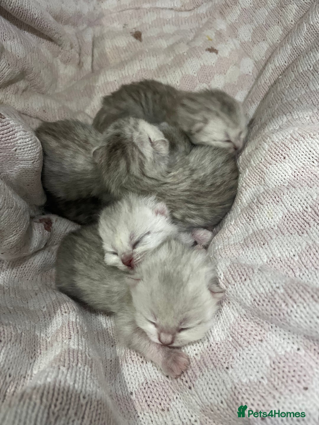 British Shorthair cats for sale: Silver Tipped Pedigree Kittens  - Image 3