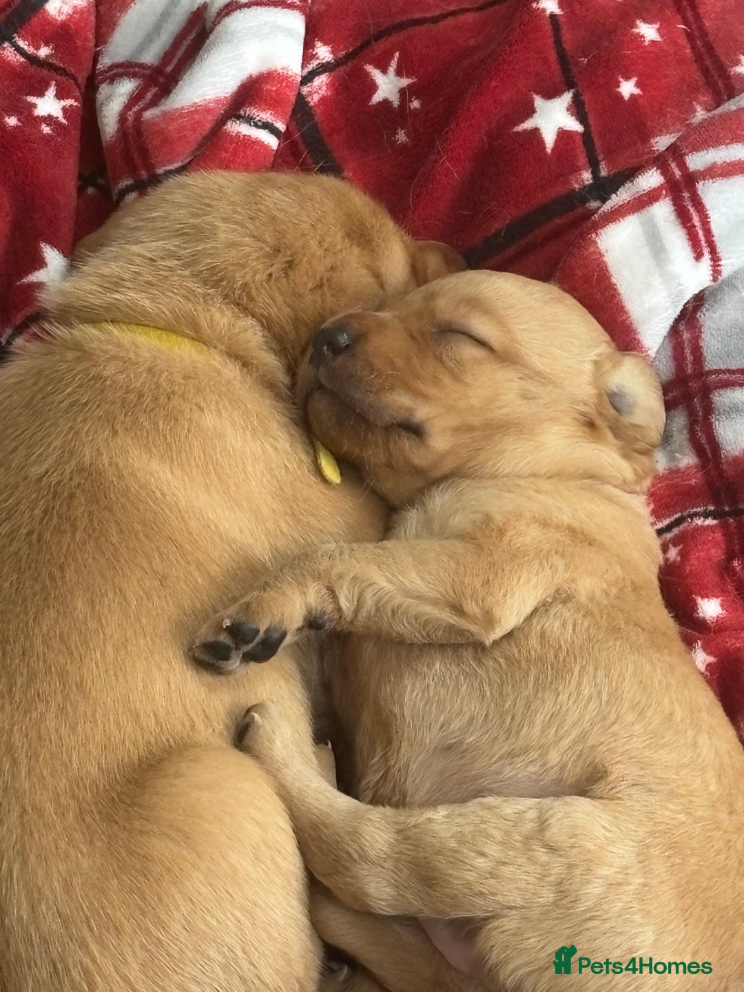 Labrador Retriever dogs for sale: Gorgeous Red Labrador Pups - Image 12
