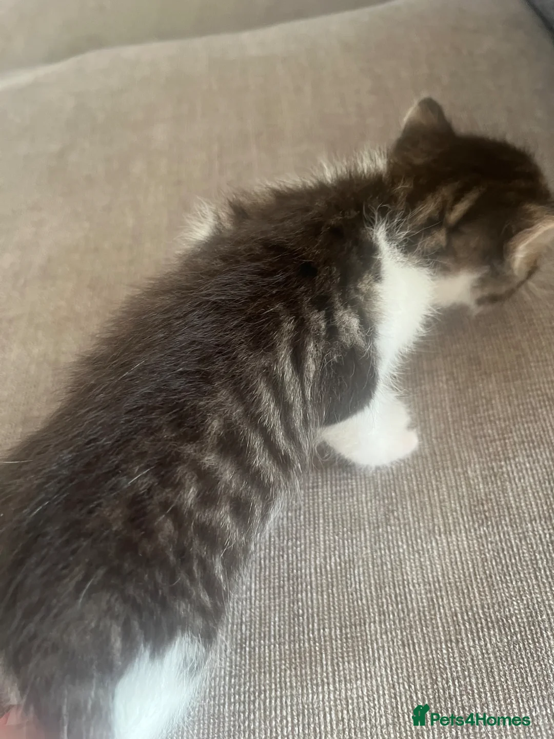 Domestic Shorthair cats for sale: 3 adorable kittens looking for forever homes  - Advert 12