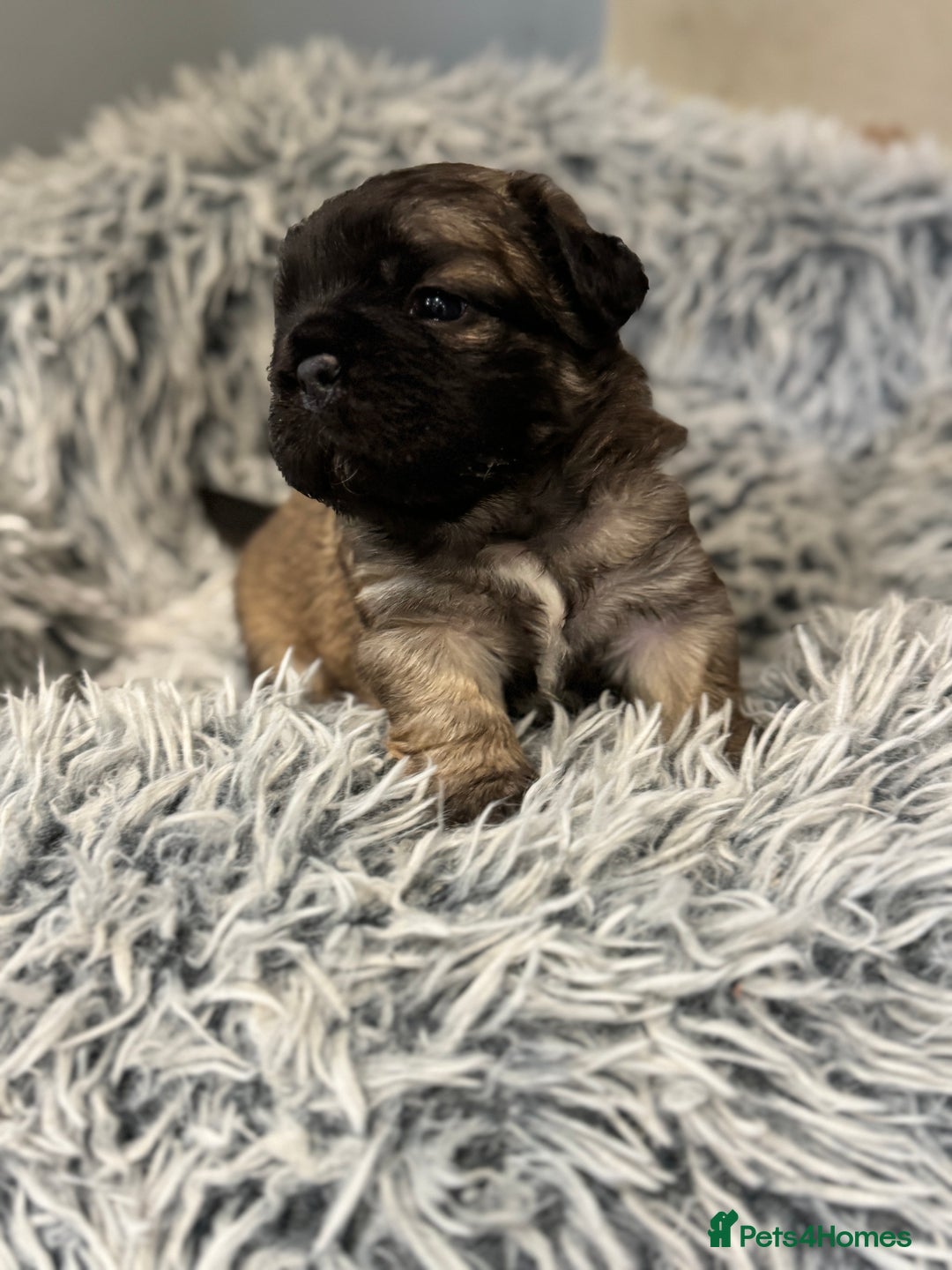 Mixed Breed dogs for sale: Frugg French bulldog cross - Advert 3
