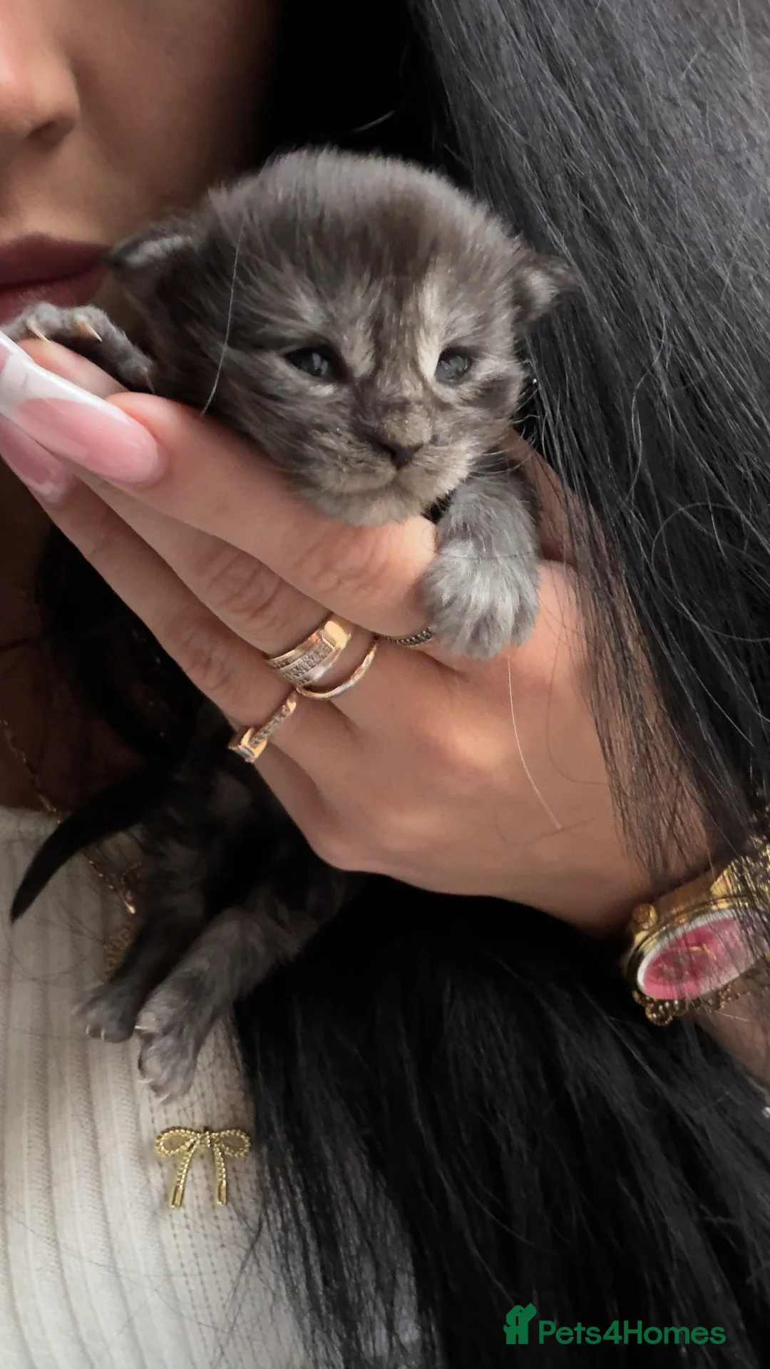 Maine Coon cats for sale: Russian maine coon kittens✨🩷 - Advert 5