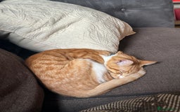 British Shorthair cats for sale: Ginger tabby cat - Image 8