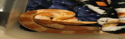 Corn Snake reptiles for sale: Corn snake + Full setup in Bournemouth - Advert 2