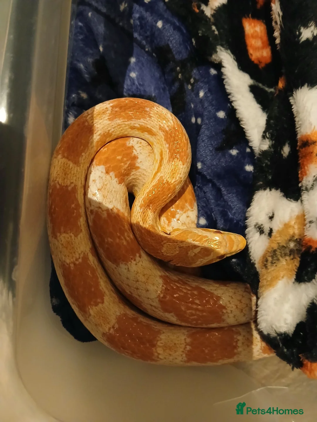Corn Snake reptiles for sale: Corn snake + Full setup in Bournemouth - Advert 2