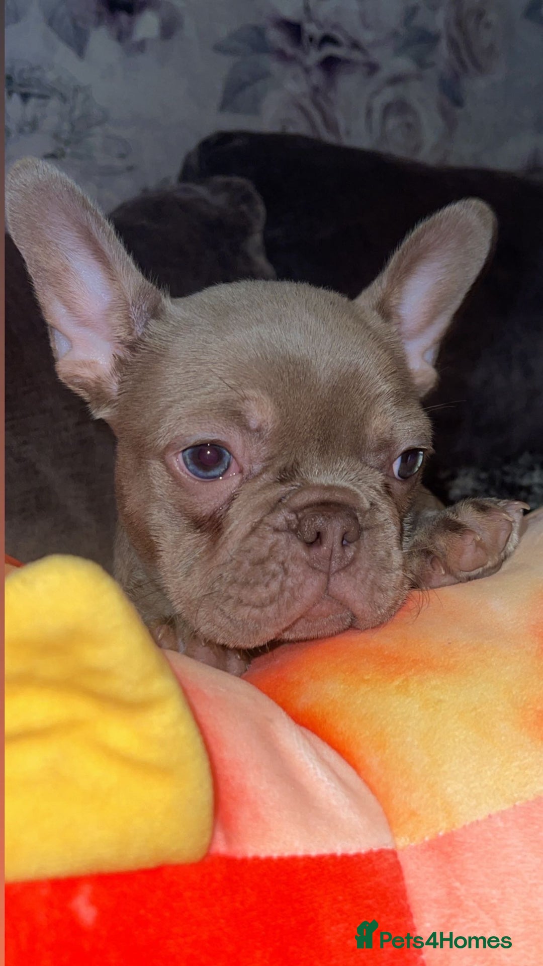 French Bulldog dogs for sale: 2 female French bulldog puppies for sale  - Advert 3