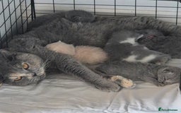 British Shorthair cats for sale: **Stunning TICA Registered Blue male** - Image 10