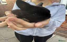 Mini Lion Lop rabbits for sale: Baby lion lops for sale  - Image 2