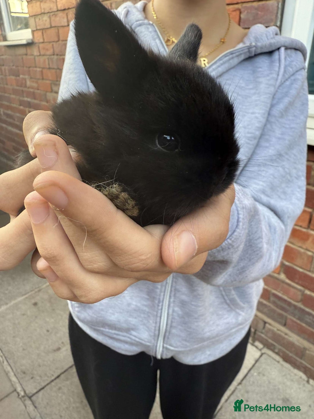 Mini Lion Lop rabbits for sale: Baby lion lops for sale  - Image 2
