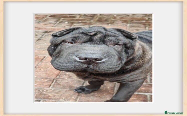 Shar Pei dogs - Advert 10
