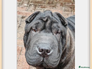 Shar Pei dogs - Advert 19
