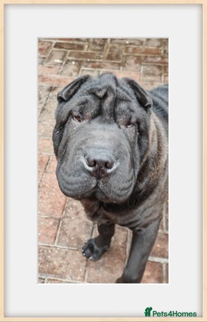 Shar Pei dogs - Advert 10