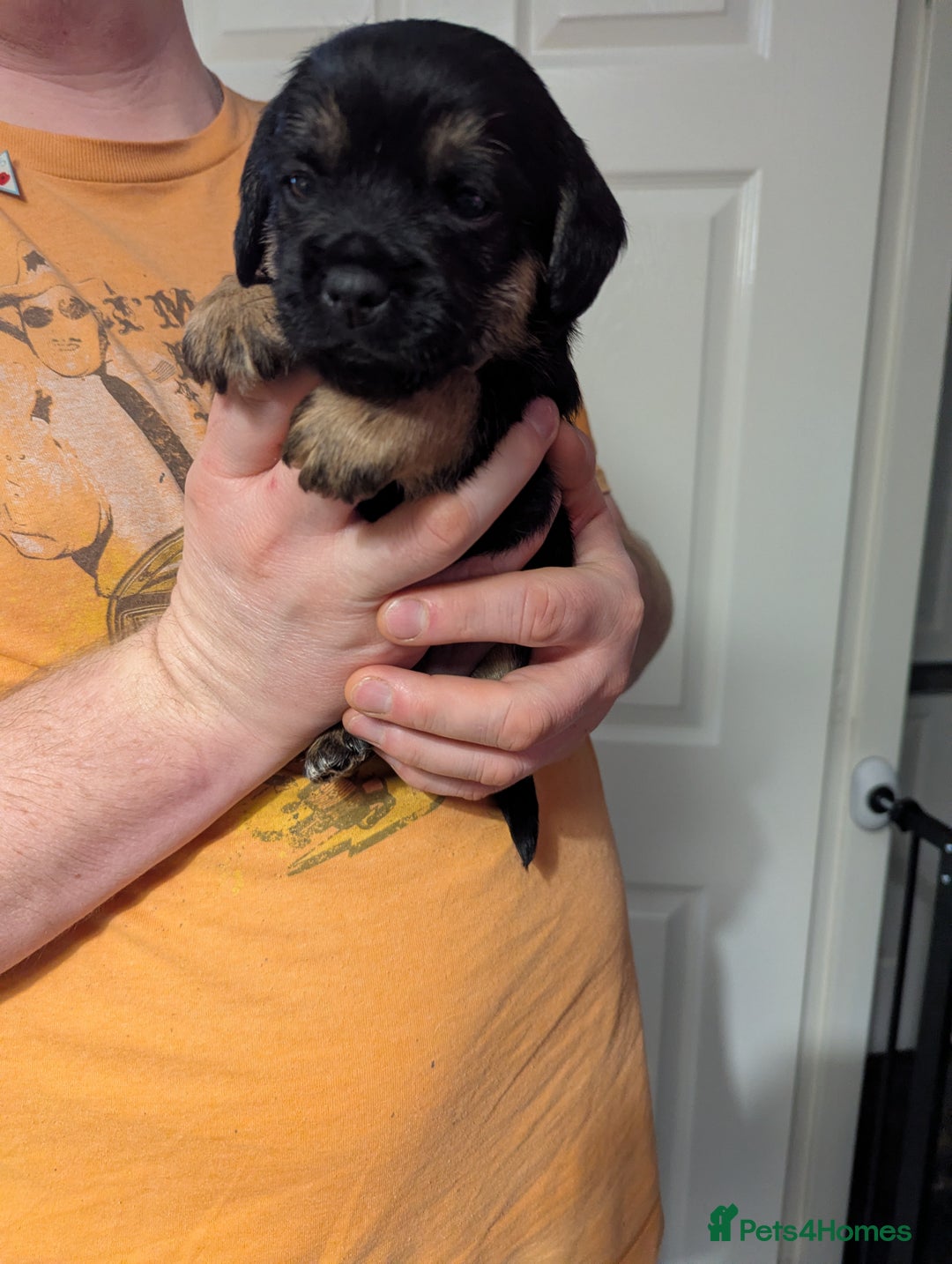 Border Terrier dogs for sale: KC Reg Border Terrier pups - Advert 17