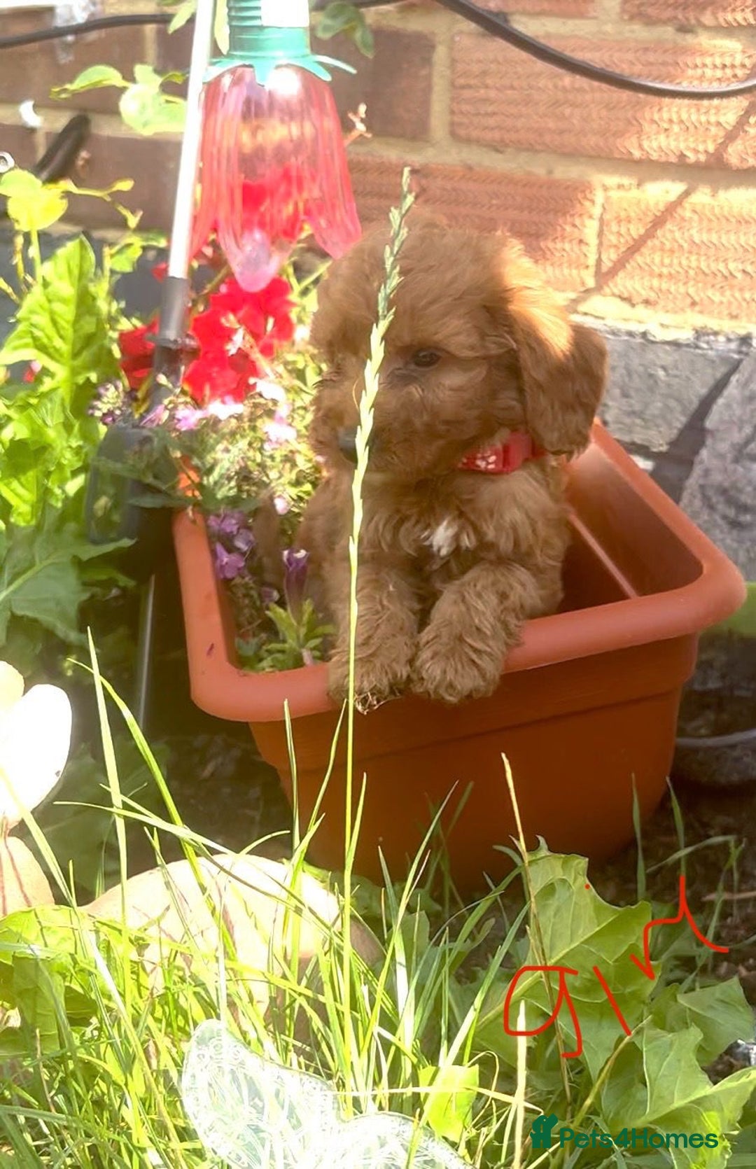 Cockapoo dogs for sale: Cockapoo  - Image 7