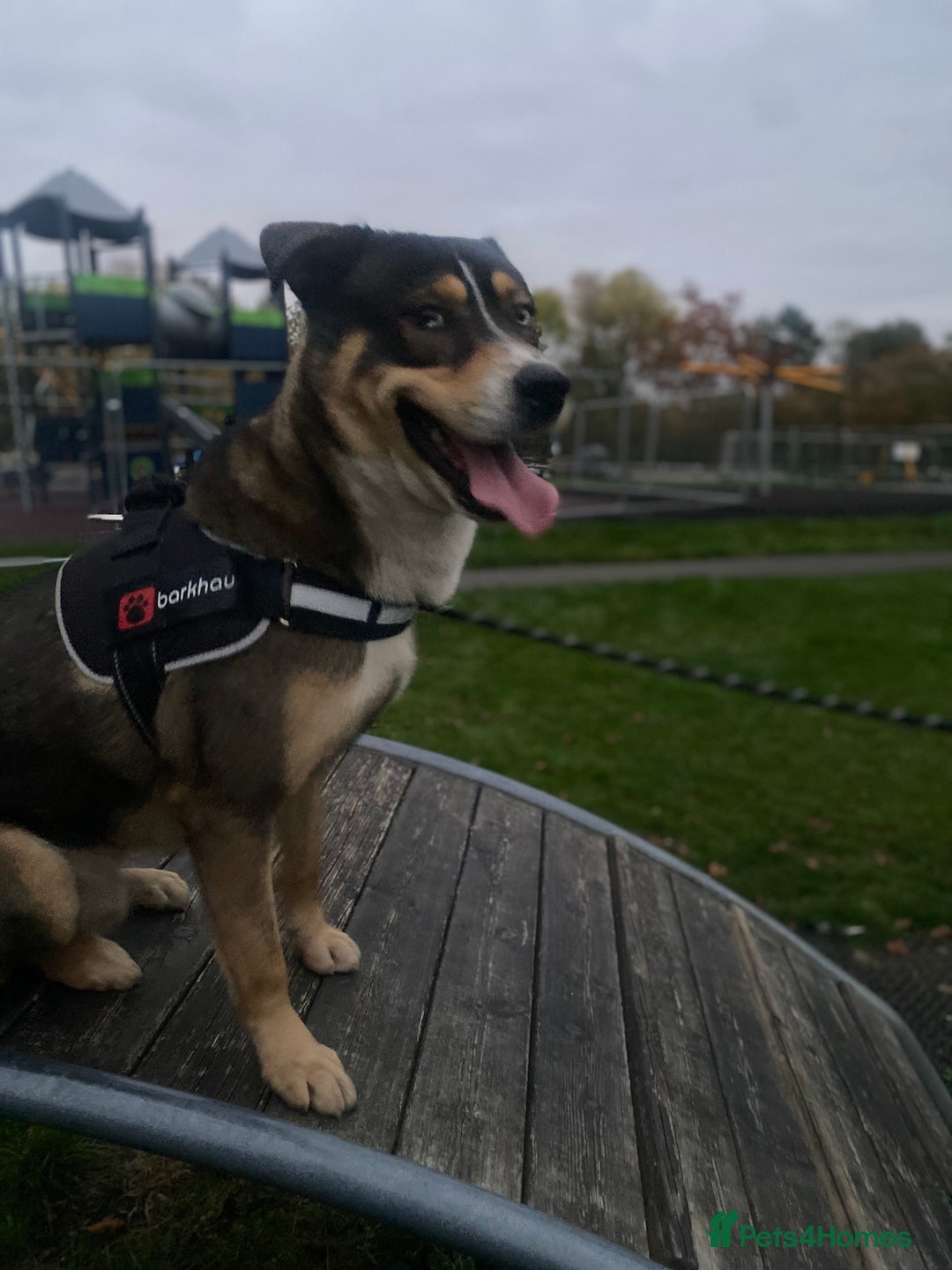 Mixed Breed dogs for sale: Siberian husky x lab  - Advert 3