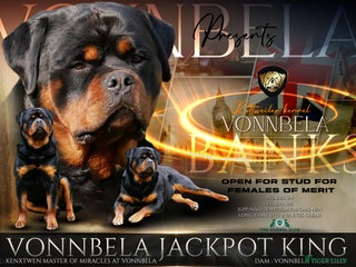 Rottweiler dogs in Mansfield - Advert 16