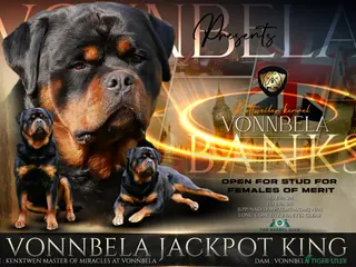 Rottweiler dogs BEAUTIFUL OLD TYPE BIG BONED ROTTIE! For stud in Mansfield - Advert 2