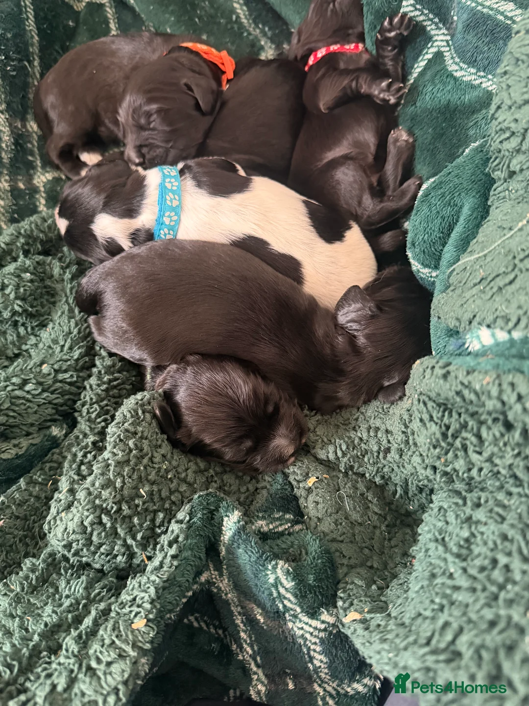 Cocker Spaniel dogs for sale: Cocker spaniel puppies  - Advert 2