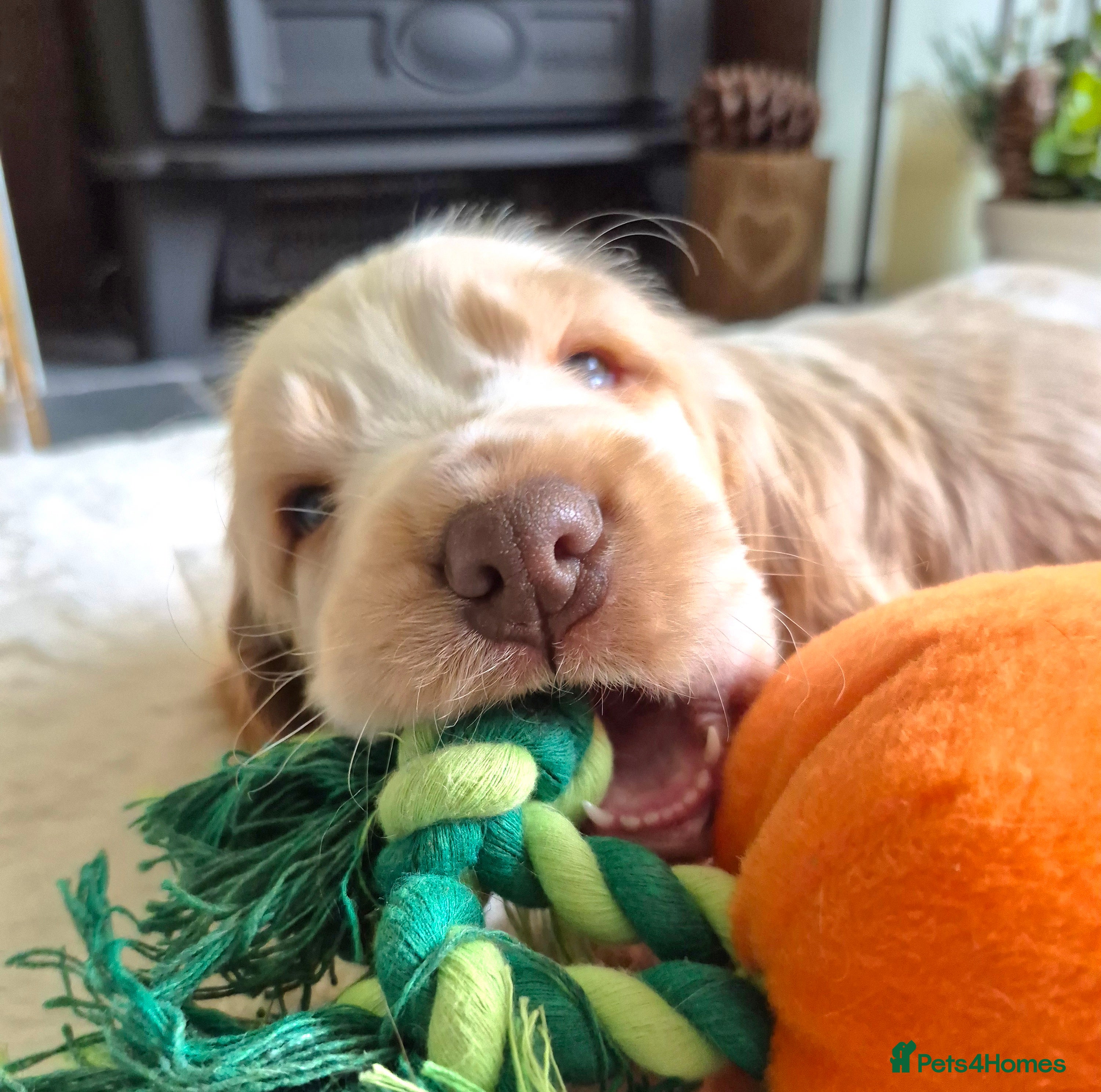 Cocker Spaniel dogs KC Reg,Health Tested, Show Cocker Spaniel Puppies  - Advert 3