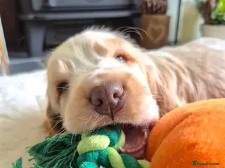 Cocker Spaniel dogs KC Reg,Health Tested, Show Cocker Spaniel Puppies - Advert 1