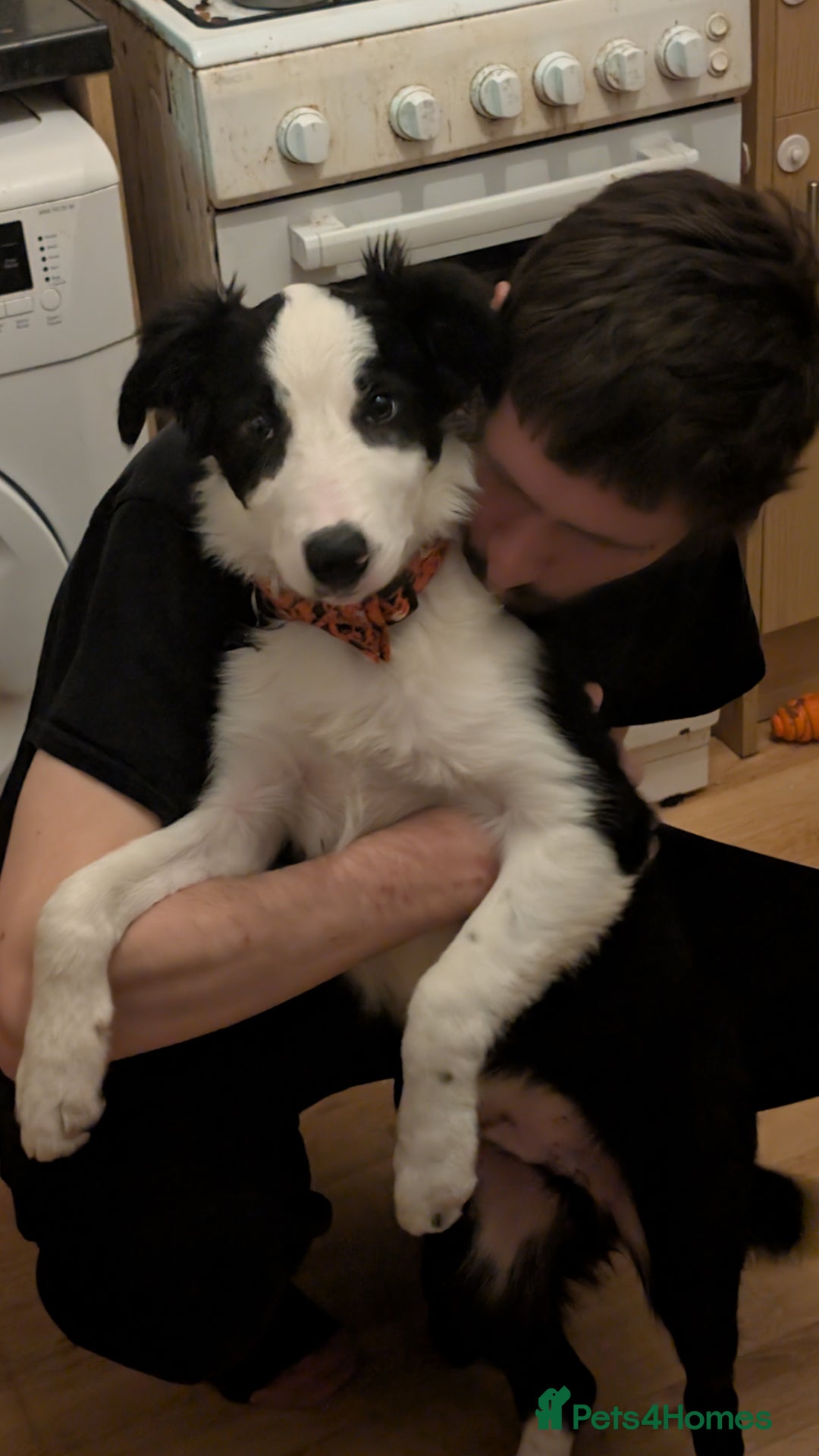 Border Collie dogs for adoption: 5 month old border collie - Advert 4