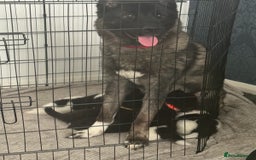 Akita dogs for sale: American Akita pups - Image 10