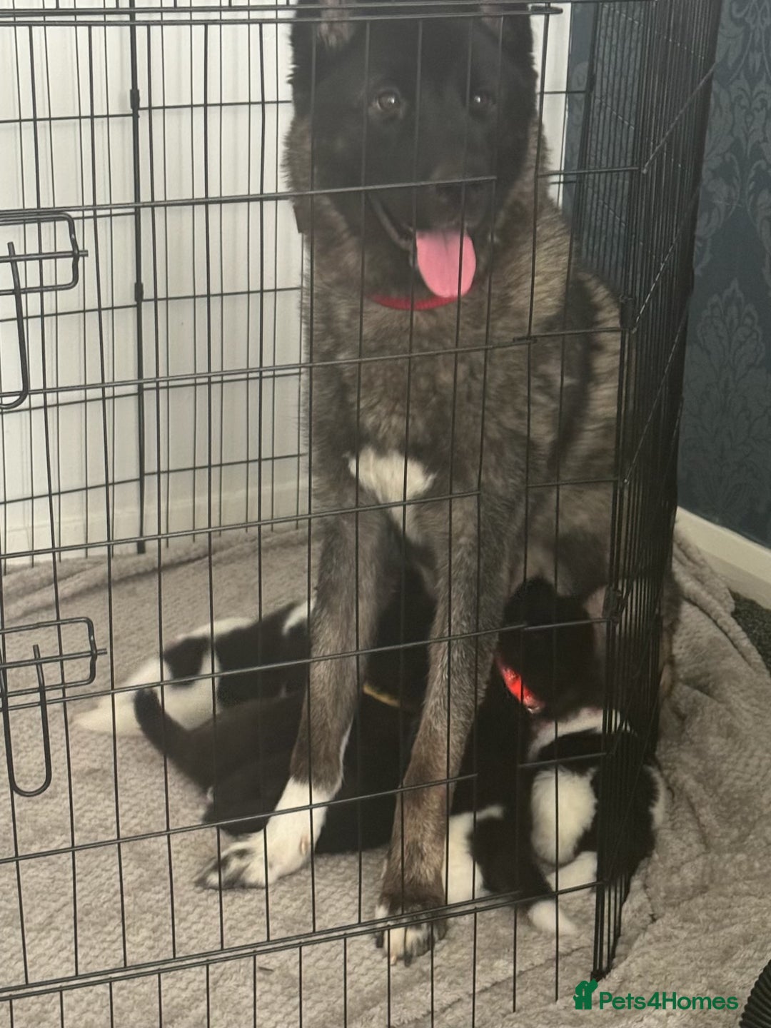Akita dogs for sale: American Akita pups - Image 10