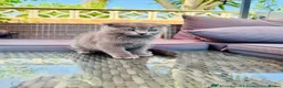 Scottish Fold cats for sale: ✨Kittens looking for forever home ✨ - Advert 36