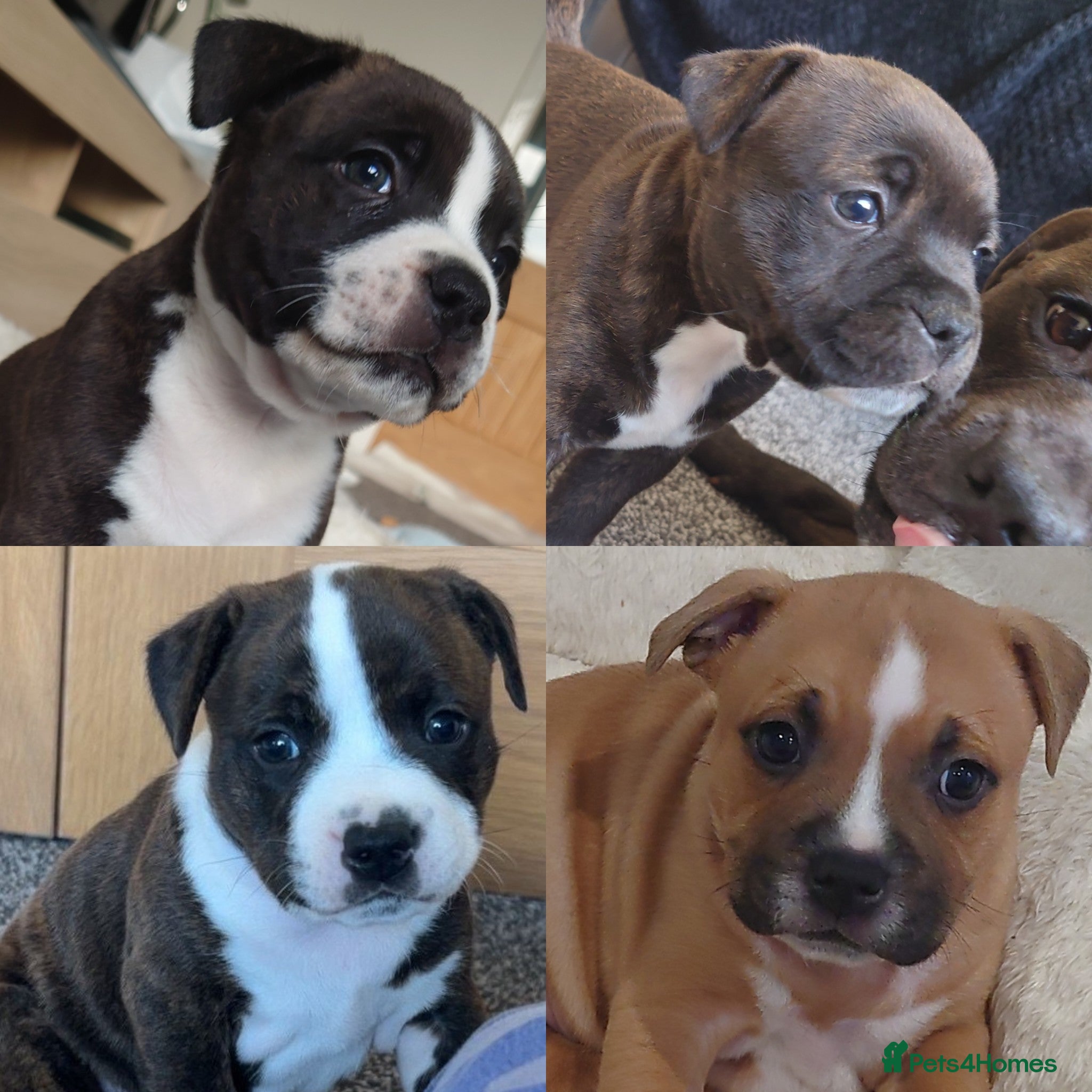 Staffordshire Bull Terrier dogs 6x full breed KC Staffordshire bull terrier pups - Advert 9