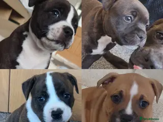 Staffordshire Bull Terrier dogs 6x full breed KC Staffordshire bull terrier pups - Advert 9