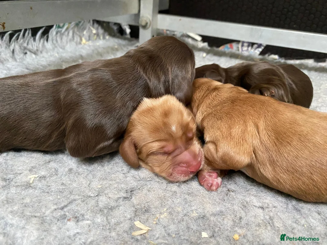 Cocker Spaniel dogs for stud: Sweet natured & handsome cocker stud dog in Bristol - Advert 14