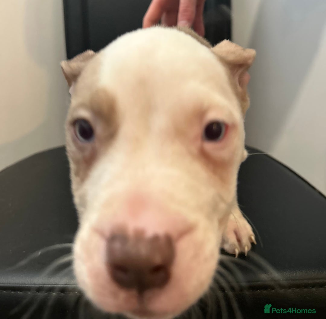 Mixed Breed dogs for sale: Mastiff x Shar pei puppies  - Image 14