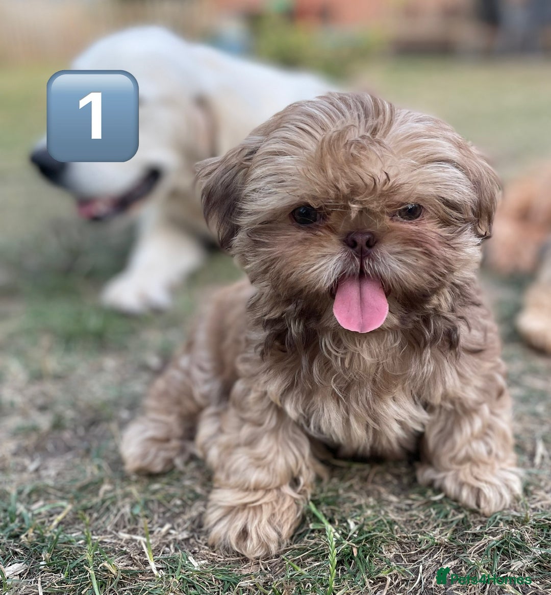 Shih Tzu dogs for sale: KC Registered Imperial Shih Tzu boys.  - Image 19