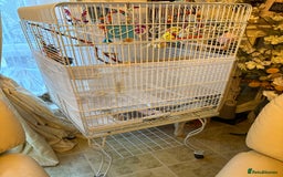 Budgerigars birds for sale: Pair of budgies and cage - Image 3